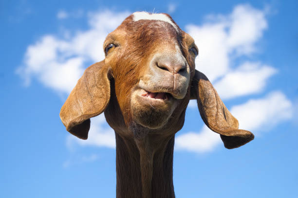 marrone divertente capra close-up fattoria mammifero allevamento allevamento bestiame - kid goat goat milk young animal foto e immagini stock