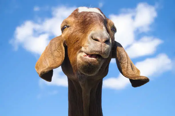 Photo of brown funny goat close-up farm animal mammal agriculture livestock