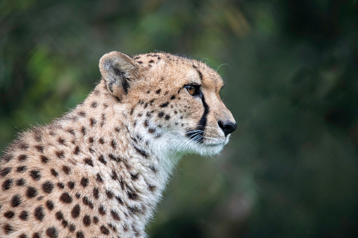 The Cheetah, the  world's fastest land mammal.