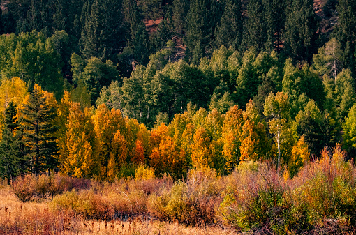 Beautiful changing leaves on the pines of the grand Sierra Nevada Mountain Range along Lake Tahoe and The Lake Tahoe National Forrest.