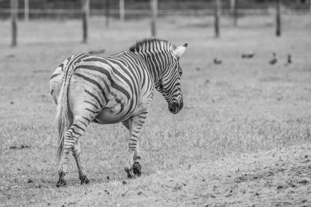 istock Plains Zebra in black and white 1366148711
