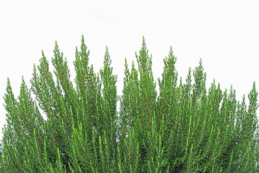 Rosemary bush. Spicy herb for the kitchen. Green floral background.