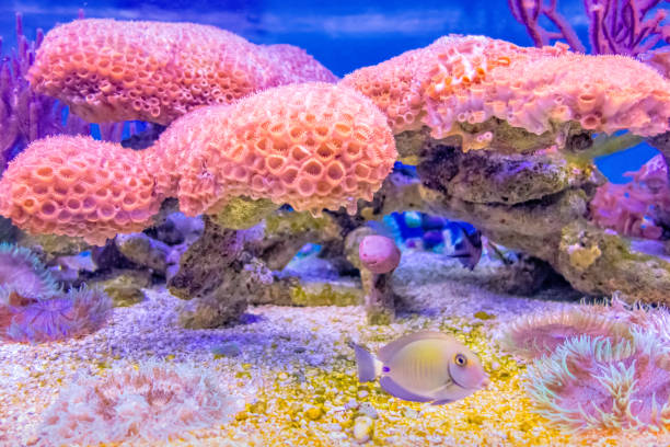 Coral Reef Pennekamp State Park Florida Coral reef in the John Pennekamp Coral Reef State Park Visitor Center in Key Largo Florida USA key largo stock pictures, royalty-free photos & images