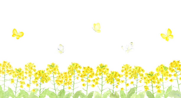 蝶が飛ぶ菜畑の水彩画のイラスト - 菜の花点のイラスト素材／クリップアート素材／マ�ンガ素材／アイコン素材