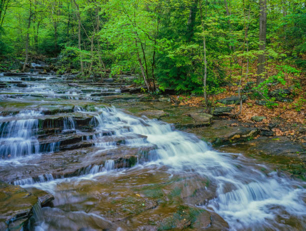 New England springtime forest Connecticut