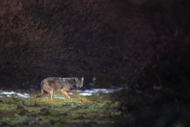 istock Grey Wolf, Canis lupus, Bieszczady Mts., Carpathians, Poland. 1366153802