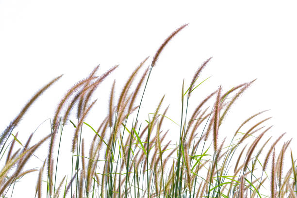 istock grass flower, rice Weeds, reeds, isolated on white, clipping path 1366156579