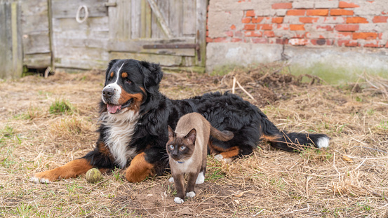 Purebred Siamese Cat and Zennenhund Dog are together outdoor.