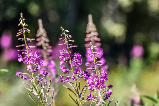 Purple wild radish flowers against a defocused green background, illuminated by the morning sun, in a farm in the eastern Andean mountains of central Colombia.