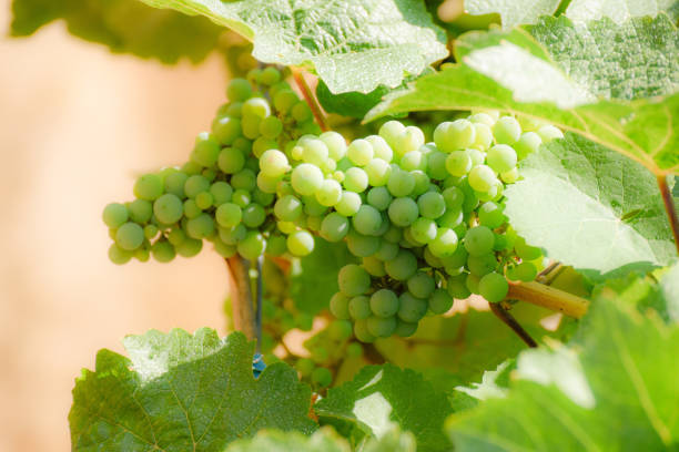 Picture of immature grapes on the vine.  The Combination of leaves and grapes made for a tranquil scene.