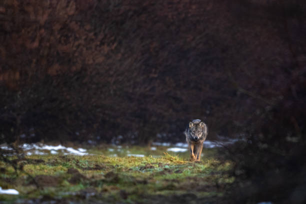 Grey Wolf, Canis lupus, Bieszczady Mts., Carpathians, Poland.