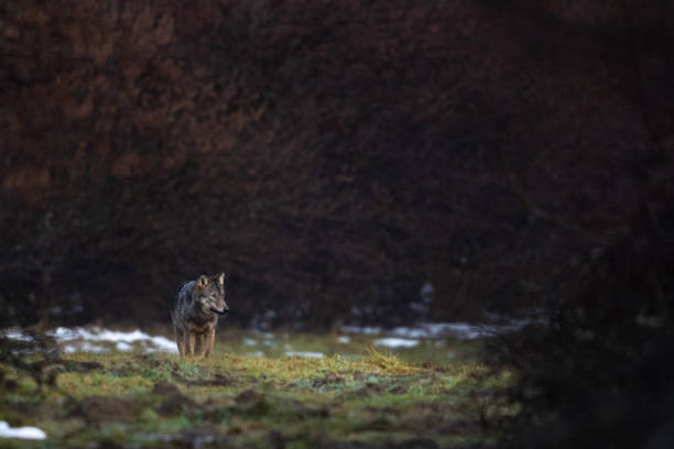istock Grey Wolf, Canis lupus, Bieszczady Mts., Carpathians, Poland. 1366159700