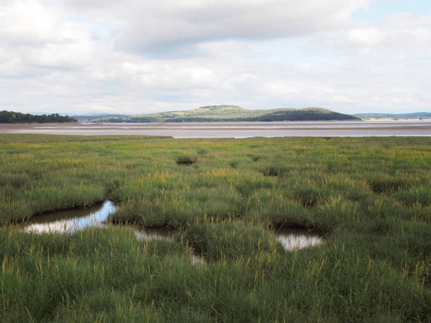 widok na wybrzeże w folwarku nad piaskami w kumbrii z trawą pokrytą mokradłami na pierwszym planie i północnym obszarem jezior w oddali - morecombe bay zdjęcia i obrazy z banku zdjęć