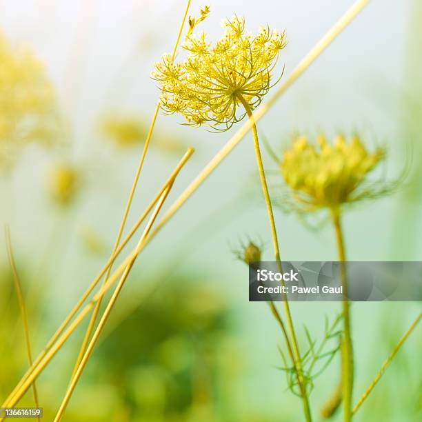 Кружево В Стиле Королевы Анны Wildflower На Восходе Солнца — стоковые фотографии и другие картинки Абстрактный