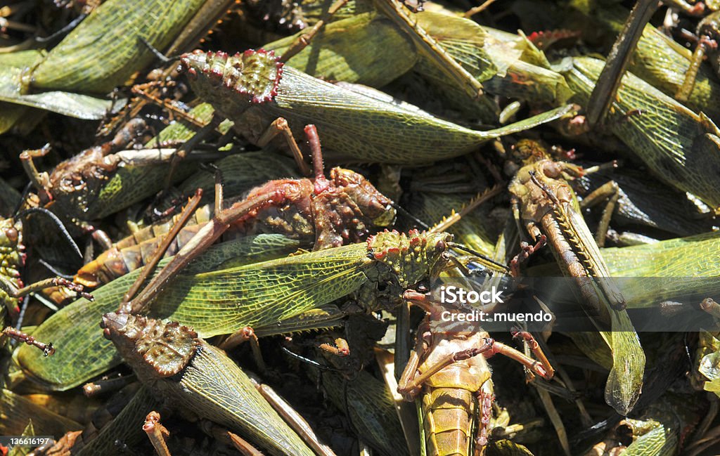 Tote Heuschrecken, Eritrea - Lizenzfrei Wüstenheuschrecke Stock-Foto