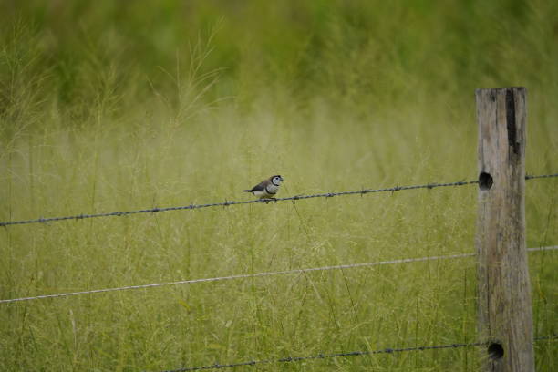 Colour landscape photo of￼ Double-barred finch resting on a Barbed wire fence