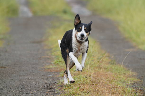 istock Australian tri-coloured border collie running towards camera￼ 1366162612
