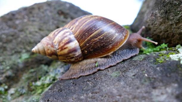 lissachatina fulica o lumaca gigante africana di terra. - snail escargot animal speed foto e immagini stock