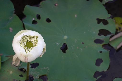 Beautiful White Lotus Flower, Water Lilies, in the pond garden