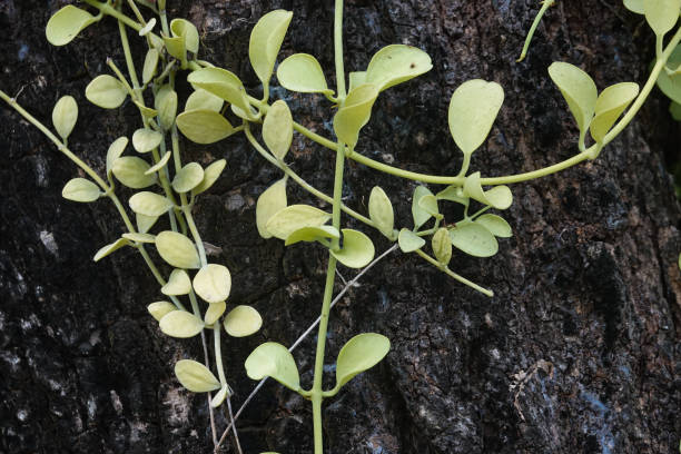 istock Green Creeper on the Tree Bark in the park 1366164054
