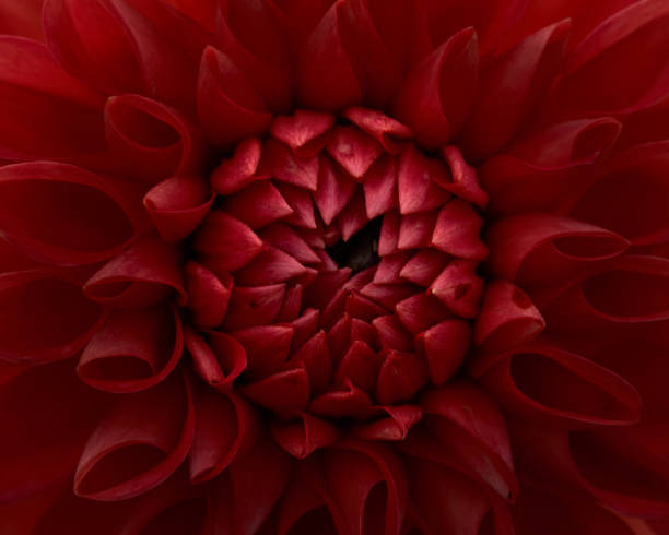 istock Red dahlia close up 1366164739