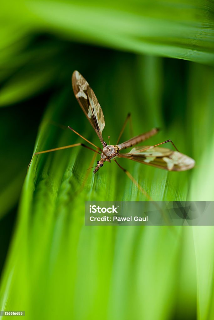 Mosquito sentado na Folha lanceolada de relva - Royalty-free Animal macho Foto de stock