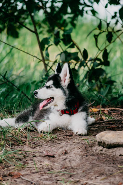 istock beautiful and spoiled family dog 1366168254