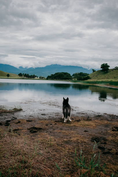 istock beautiful and spoiled family dog 1366168262