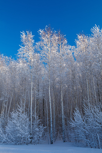Snow covered trees in hoarfrost against the clear blue sky. Bright winter day in the forest. Sunny cold weather. Carpathian mountains. Ukraine.