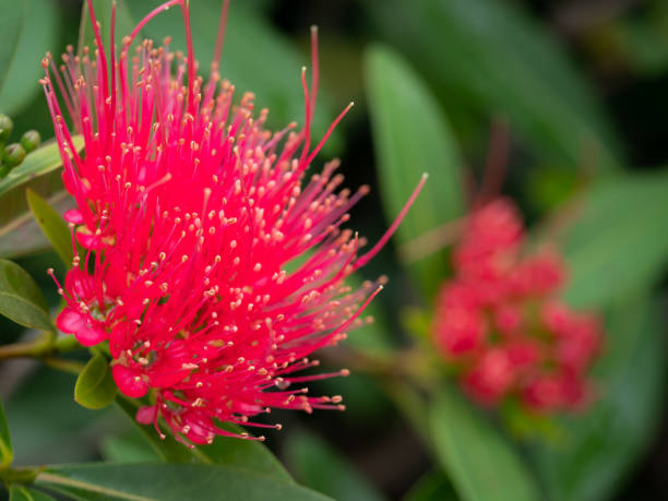 istock Pollen of Love at First Sight Flower Blooming 1366170566