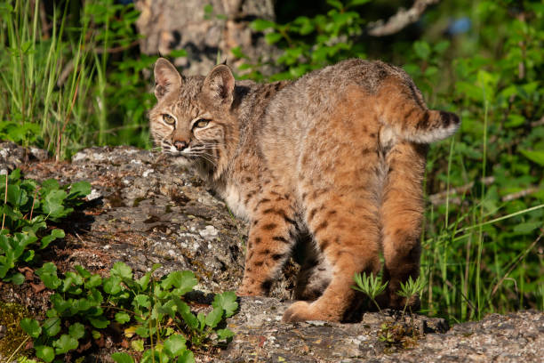 istock Bobcat, Lynx rufus, close-up 1366172433