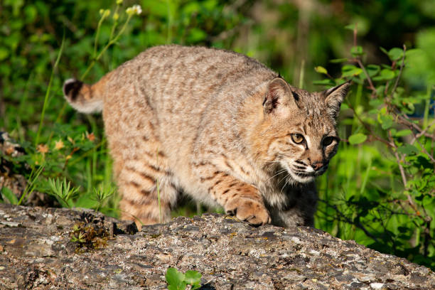 istock Bobcat, Lynx rufus, close-up 1366172439