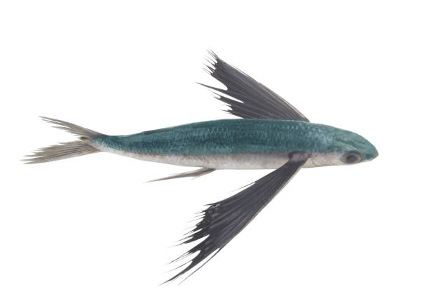 istock Tropical flying fish with black fins isolated on white background 1366172982