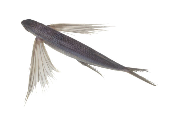 istock Tropical flying fish isolated on white background 1366172983