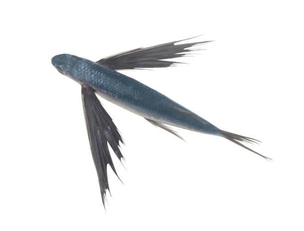 istock Tropical flying fish with black fins isolated on white background 1366172985