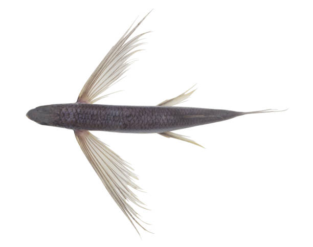 Tropical flying fish isolated on white background
