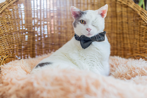 One-eyed white cat with a bow tie is sitting in a rattan chair