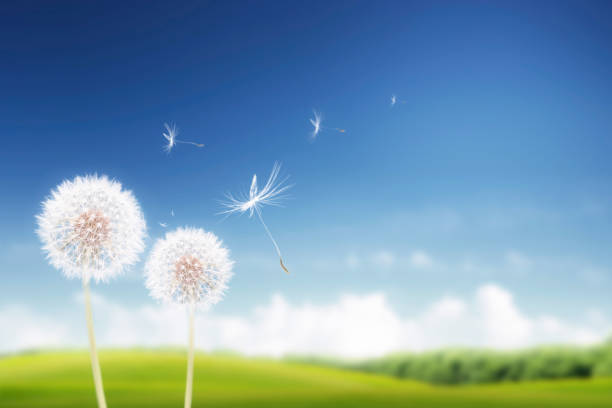 istock Dandelion flowers and flying spores that convey spring 1366175795
