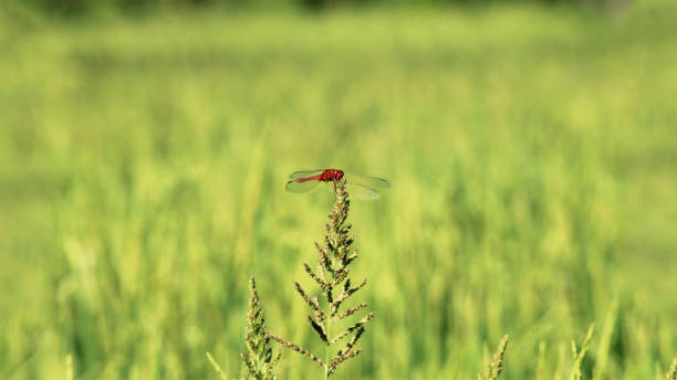 Bauty red dragonfly in the field
