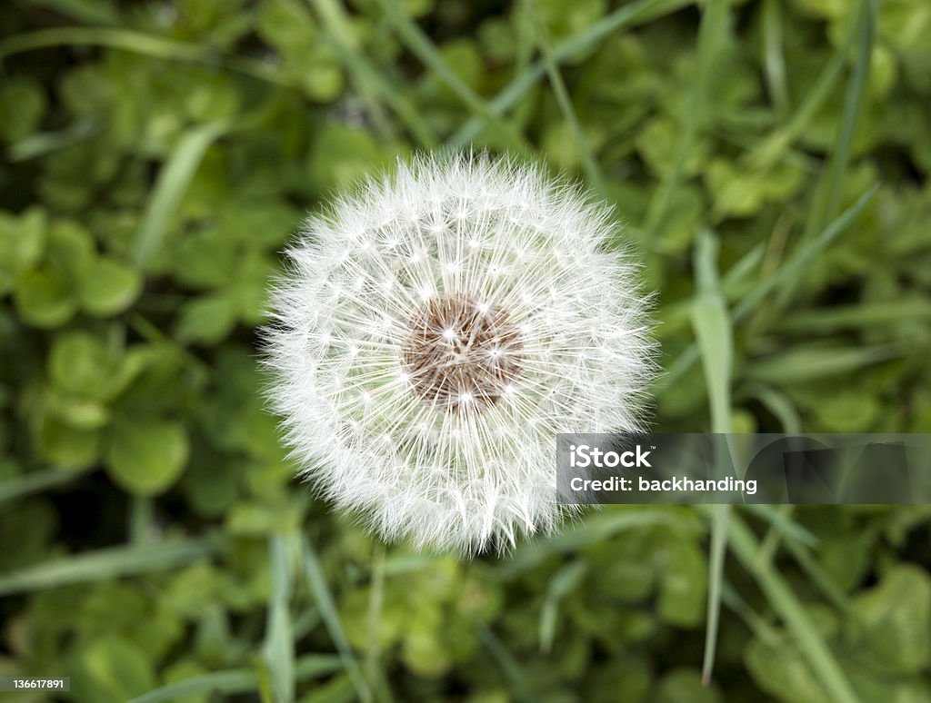 Blowball Kopf - Lizenzfrei Bildschärfe Stock-Foto