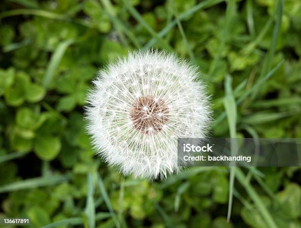 Blowball Kopf Stockfoto und mehr Bilder von Bildschärfe - Bildschärfe, Draufsicht, Einzelne Blume