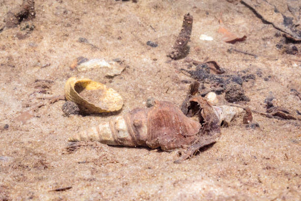 istock Mud Whelk, Currambene Creek, NSW, January 2022 1366180820