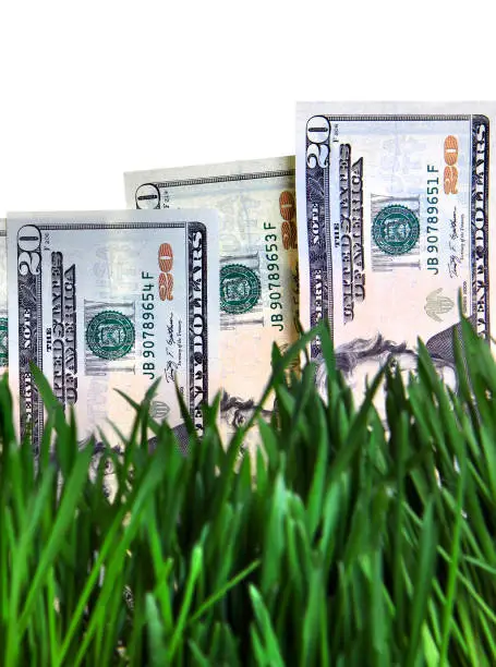 American Dollars in the Fresh Grass on the White Background