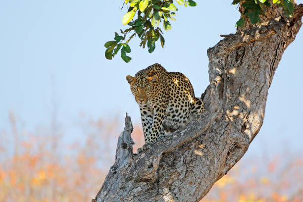 A leopard (Panthera pardus) sitting in a tree, Kruger National park, South Africa stock photo