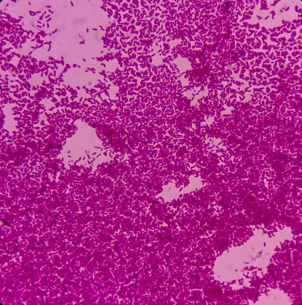 Escherichia coli bacterium, E.coli, gram-negative rod-shaped bacteria, normal flora in GI tract and causative agent of diarrhea, close view.