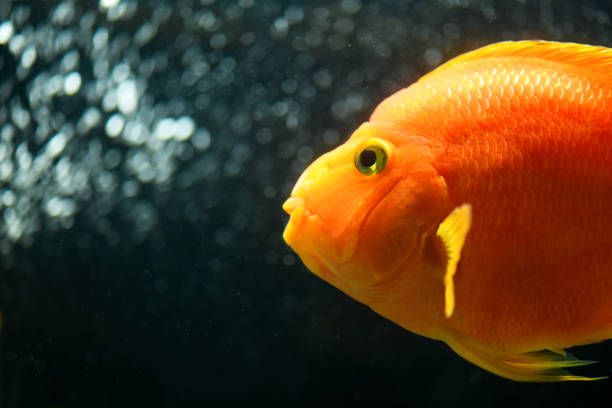 istock Orange parrot fish in the aquarium. (Red Parrot Cichlid) 1366184378