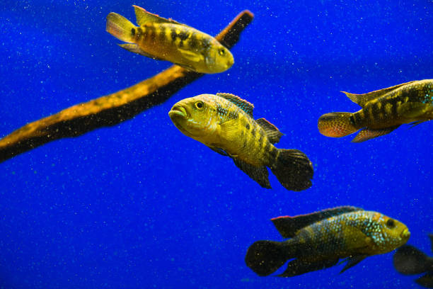 Parachromis dovii in aquarium on a blue background (wolf cichlid) Parachromis dovii in aquarium on a blue background (wolf cichlid) cichlasomatinae stock pictures, royalty-free photos & images