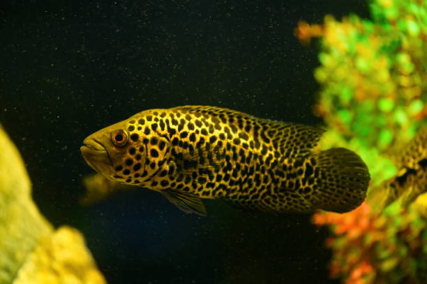 Parachromis managuensis in aquarium. (Cichlasoma managuense)