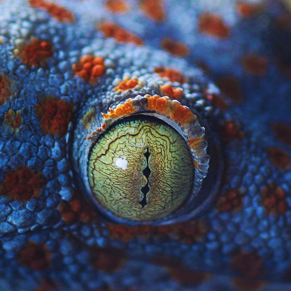 close-up lizard eye. lizard eye macro photo. gecko eye. Gekko gecko, Tokay Gecko macro. close-up bright  lizard, blue lizard. large lizard.Portrait of a Tokay gecko. macrophotography Gekko gecko,
