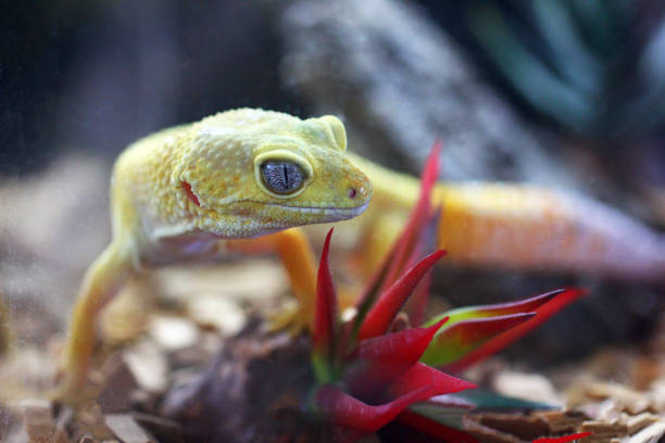 Lemon Frost Gecko. Eublepharis Lemon Frost cristal eyes. yellow lizard. close-up Eublepharis. Eublepharis background. Exotic Lemon Frost Leopard Gecko.